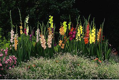 PS粉丝抵制《对马岛之鬼》PC版 甚至称PC玩家最垃圾